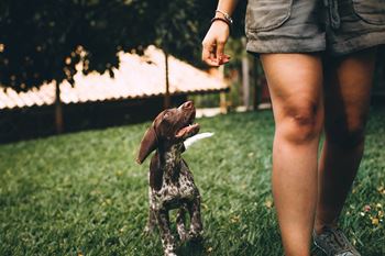 Dog Walking at Aspen Townhomes, Colorado Springs, CO
